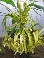 traditional javanesse wedding decoration from young coconut leaves. origami java photo