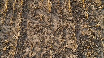 A withered and wilted crop field during a heatwave, portraying the vulnerability of agriculture to climate change-induced droughts and heat stress. Climate change photo