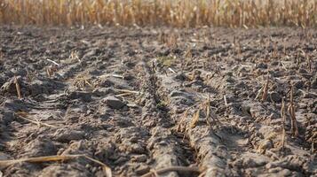 A withered and wilted crop field during a heatwave, portraying the vulnerability of agriculture to climate change-induced droughts and heat stress. Climate change photo