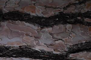 tree bark texture close up. great background for design photo