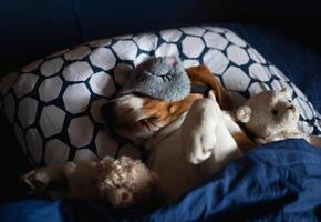 beagle dog lies in bed with soft toys in a sleep mask photo