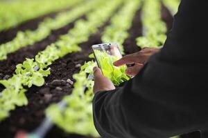 Male hands working using a mobile phone to control a hydroponic vegetable farm system. Complete with soil and water tracking system Weather forecast, fertilizer application and temperature. photo