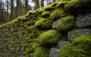 a close up of a stone wall with moss growing on the top of the stones, photo