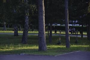 A stone-paved path in a summer park. Trees and grass in the recreation park. photo