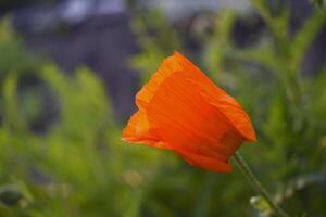 Red poppy flowers in the summer garden. A red poppy on a green background. photo