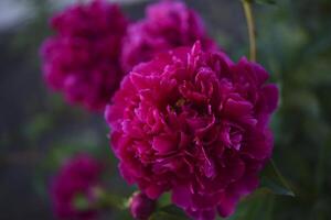 Large red peony flowers in the summer garden. Paeonia officinalis. photo