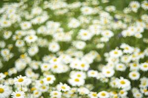 Large chamomile flowers in the garden. The flowers are out of focus and sideways. Matricaria chamomilla. photo