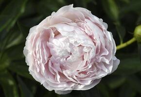 A beautiful large peony flower. A flower with petals in detail. A macro photo of a flower.