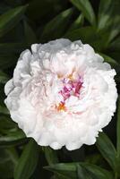 A beautiful large peony flower. A flower with petals in detail. A macro photo of a flower.