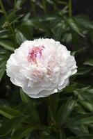 A beautiful large peony flower. A flower with petals in detail. A macro photo of a flower.