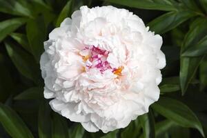 A beautiful large peony flower. A flower with petals in detail. A macro photo of a flower.