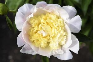A beautiful large peony flower. A flower with petals in detail. A macro photo of a flower.