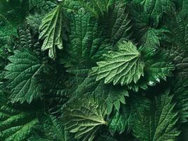 stinging nettle background texture, top view, close up photo