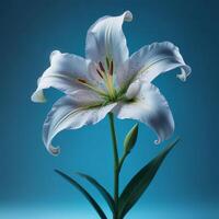 lily flower with plain background cinematic view photo