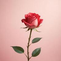 rose with plain background cinematic view photo