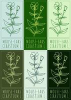Set of drawing MOUSE-EARS in various colors. Hand drawn illustration. The Latin name is CERASTIUM L. vector