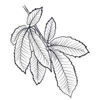 black and white hand drawn branches with leaves of a chestnut tree vector
