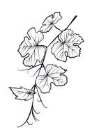 Black and white hand drawn branches with grape leaves vector
