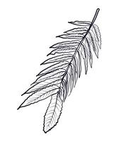 hand-drawn Manchurian walnut branches vector