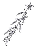 hand drawing of a flowering willow tree branch vector
