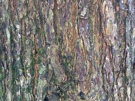 Wood tree bark texture, close-up photography photo