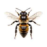 Bee Isolated on Transparent Background png