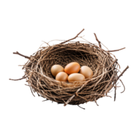 Bird's Nest with Eggs Isolated on Transparent Background png