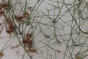spring beach photo