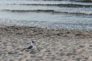 spring beach photo