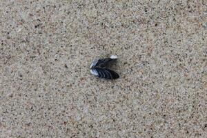 spring beach photo
