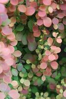 nature background theme photo