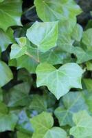 nature background theme photo