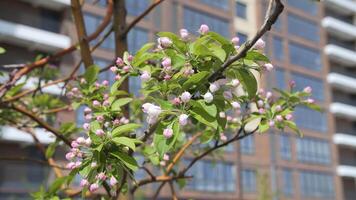 Apple buds blossoming in spring on the background of a multi-storey building video