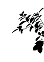 Silhouette of black leaves raising their branches to catch the sun and breeze, during the summer or spring, the shadow of a banyan tree. creating a nature inspired pattern. png