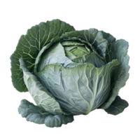 A Green Cabbage with transparent Background png