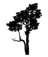 Realistic tree silhouette isolated on transparent background with clipping path and alpha channel. png