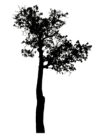 Realistic tree silhouette isolated on transparent background with clipping path and alpha channel. png