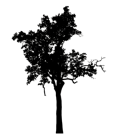 Realistic tree silhouette isolated on transparent background with clipping path and alpha channel. png
