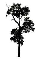 Realistic tree silhouette isolated on transparent background with clipping path and alpha channel. png
