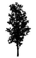 Realistic tree silhouette isolated on transparent background with clipping path and alpha channel. png
