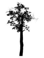 Realistic tree silhouette isolated on transparent background with clipping path and alpha channel. png
