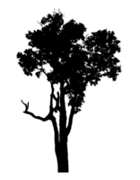 Realistic tree silhouette isolated on transparent background with clipping path and alpha channel. png
