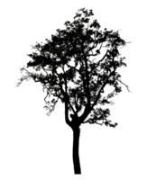 Realistic tree silhouette isolated on transparent background with clipping path and alpha channel. png