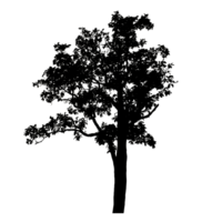 Realistic tree silhouette isolated on transparent background with clipping path and alpha channel. png