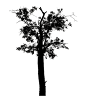 Realistic tree silhouette isolated on transparent background with clipping path and alpha channel. png