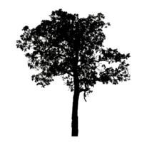 Realistic tree silhouette isolated on transparent background with clipping path and alpha channel. png