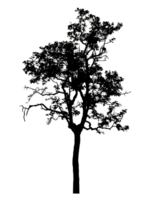 Realistic tree silhouette isolated on transparent background with clipping path and alpha channel. png