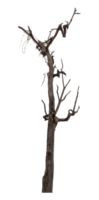 Isolated dead tree on transparent background with clipping path and alpha channel. png