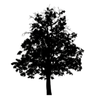 Realistic tree silhouette isolated on transparent background with clipping path and alpha channel. png