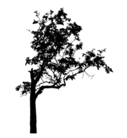 Realistic tree silhouette isolated on transparent background with clipping path and alpha channel. png